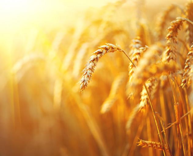 Supplier Management Traceability